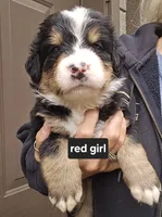 Great Bernese red collar tri, a female Bernese Mountain Dog and Great Pyrenees for sale in Arlington, WA – 1 of 3