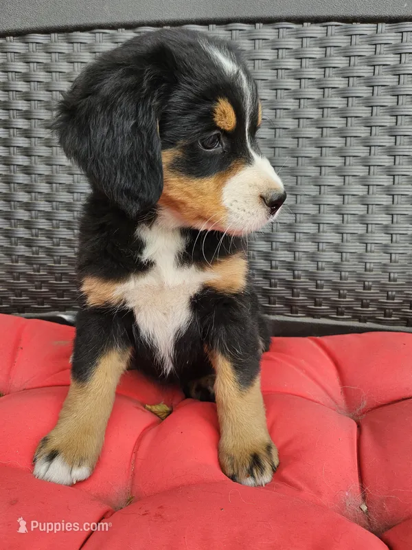 Great Bernese tri orange collar  – Bernese Mountain Dog, Great Pyrenees puppy for sale in Arlington, WA