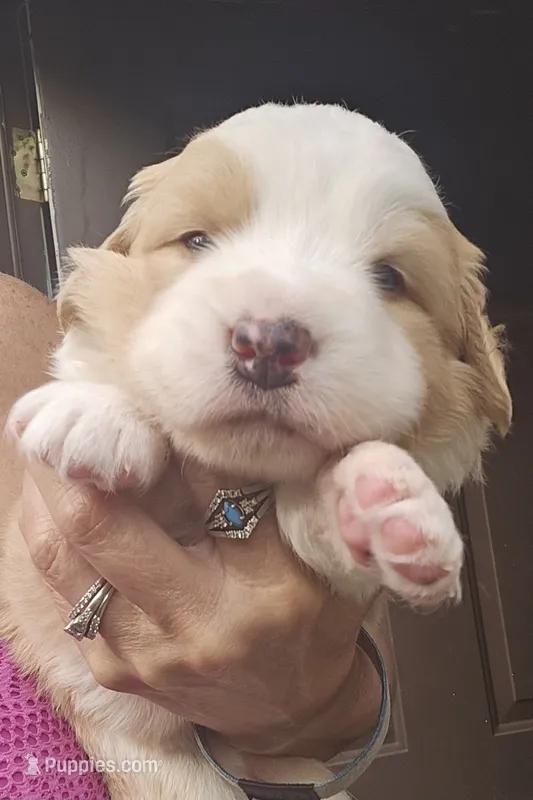 Light sable Great Bernese  – Bernese Mountain Dog, Great Pyrenees puppy for sale in Arlington, WA