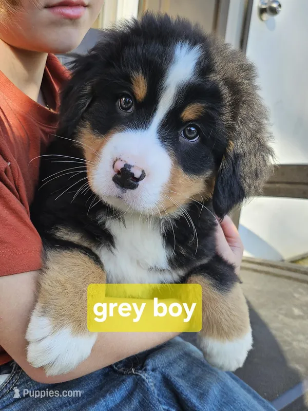 Grey boy