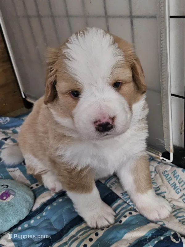 Light sable Great Bernese  – Bernese Mountain Dog, Great Pyrenees puppy for sale in Arlington, WA
