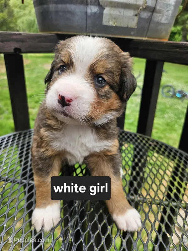 Great Bernese white collar  – Bernese Mountain Dog, Great Pyrenees puppy for sale in Arlington, WA