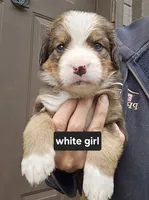 Great Bernese white collar , a female Bernese Mountain Dog and Great Pyrenees for sale in Arlington, WA – 2 of 3