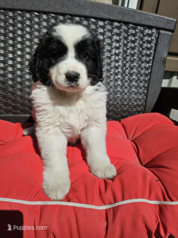 Black and white spotted Great Bernese  – Bernese Mountain Dog, Great Pyrenees puppy for sale in Arlington, WA