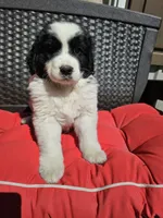 Black and white spotted Great Bernese , a female Bernese Mountain Dog and Great Pyrenees for sale in Arlington, WA – 2 of 10