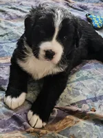Black and white Great Bernese , a female Bernese Mountain Dog and Great Pyrenees for sale in Arlington, WA – 5 of 10