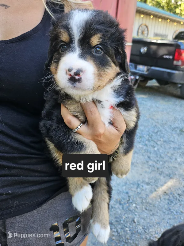 Great Bernese red collar tri – Bernese Mountain Dog, Great Pyrenees puppy for sale in Arlington, WA