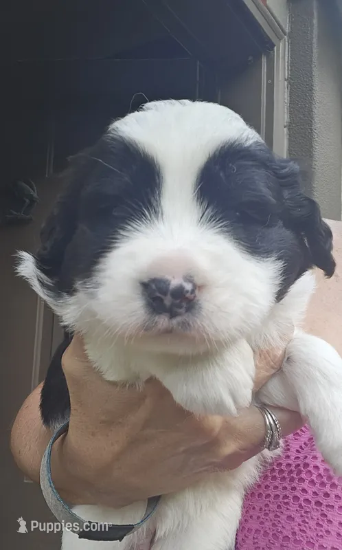 Black and white spotted Great Bernese  – Bernese Mountain Dog, Great Pyrenees puppy for sale in Arlington, WA