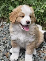 Light sable Great Bernese , a female Bernese Mountain Dog and Great Pyrenees for sale in Arlington, WA – 2 of 10