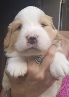Light sable Great Bernese , a female Bernese Mountain Dog and Great Pyrenees for sale in Arlington, WA – 7 of 10