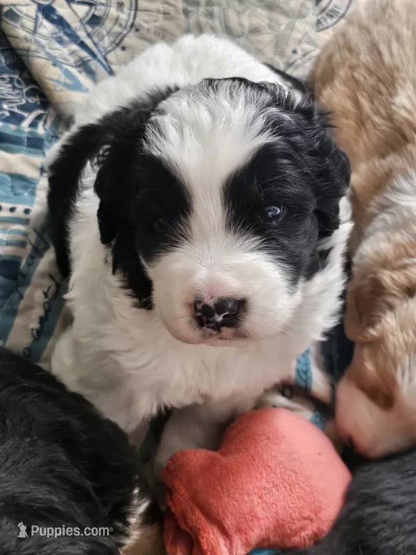 Black and white spotted Great Bernese  – Bernese Mountain Dog, Great Pyrenees puppy for sale in Arlington, WA