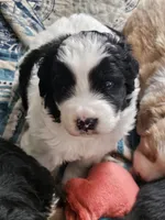 Black and white spotted Great Bernese , a female Bernese Mountain Dog and Great Pyrenees for sale in Arlington, WA – 6 of 10