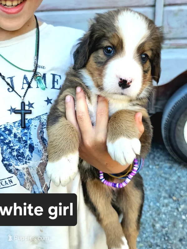 Great Bernese white collar  – Bernese Mountain Dog, Great Pyrenees puppy for sale in Arlington, WA