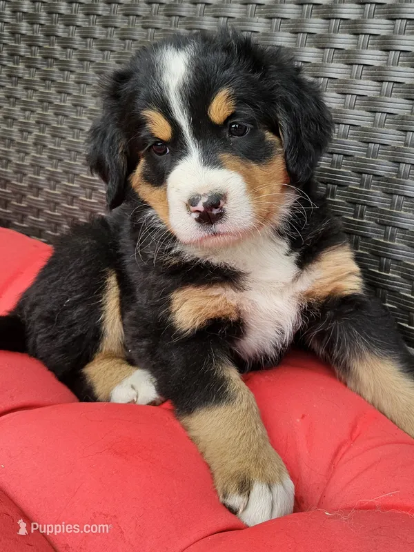 Great Bernese red collar tri – Bernese Mountain Dog, Great Pyrenees puppy for sale in Arlington, WA