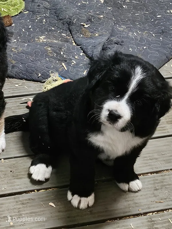 Black and white Great Bernese  – Bernese Mountain Dog, Great Pyrenees puppy for sale in Arlington, WA