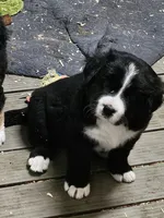 Black and white Great Bernese , a female Bernese Mountain Dog and Great Pyrenees for sale in Arlington, WA – 4 of 10