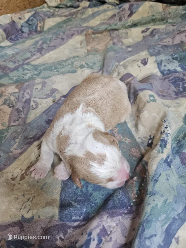 Light sable – Bernese Mountain Dog, Great Pyrenees puppy for sale in Arlington, WA