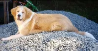 Light sable, a female Bernese Mountain Dog and Great Pyrenees for sale in Arlington, WA – 4 of 4