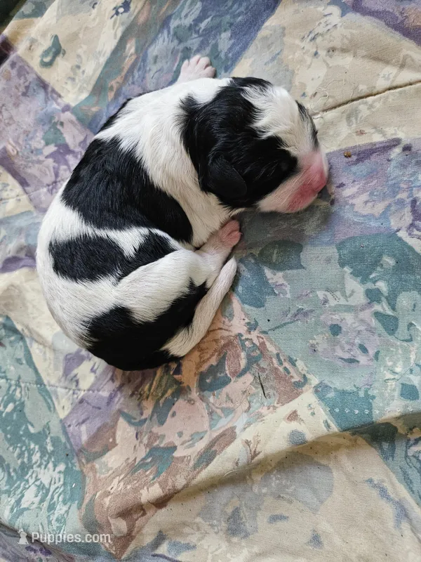 Black and white spotted  – Bernese Mountain Dog, Great Pyrenees puppy for sale in Arlington, WA