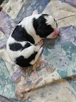 Black and white spotted , a female Bernese Mountain Dog and Great Pyrenees for sale in Arlington, WA – 1 of 4
