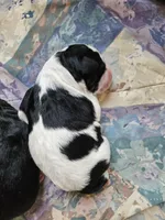Black and white spotted , a female Bernese Mountain Dog and Great Pyrenees for sale in Arlington, WA – 2 of 4