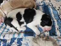 Black and white spotted Great Bernese , a female Bernese Mountain Dog and Great Pyrenees for sale in Arlington, WA – 2 of 5