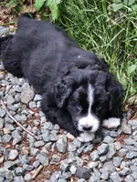Black and white Great Bernese , a female Bernese Mountain Dog and Great Pyrenees for sale in Arlington, WA – 2 of 10