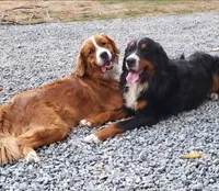 Expecting Great Bernese , a  Bernese Mountain Dog and Great Pyrenees for sale in Arlington, WA – 2 of 2