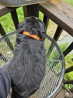 Great Bernese tri orange collar , a female Bernese Mountain Dog and Great Pyrenees for sale in Arlington, WA – 2 of 5