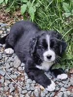 Black and white Great Bernese , a female Bernese Mountain Dog and Great Pyrenees for sale in Arlington, WA – 1 of 10