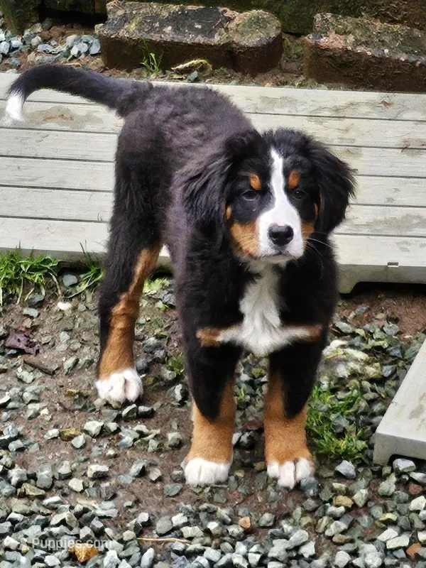 Little Missy  – Bernese Mountain Dog, Great Pyrenees puppy for sale in Arlington, WA