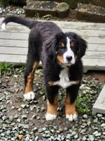 Little Missy , a female Bernese Mountain Dog and Great Pyrenees for sale in Arlington, WA – Photo 1 of 3