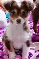 Titus, a male Chihuahua for sale in Arlington, WA – Photo 1 of 2