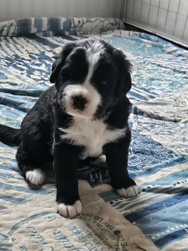 Black and white Great Bernese  – Bernese Mountain Dog, Great Pyrenees puppy for sale in Arlington, WA