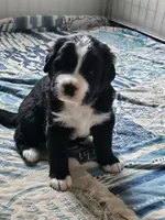 Black and white Great Bernese , a female Bernese Mountain Dog and Great Pyrenees for sale in Arlington, WA – 7 of 10