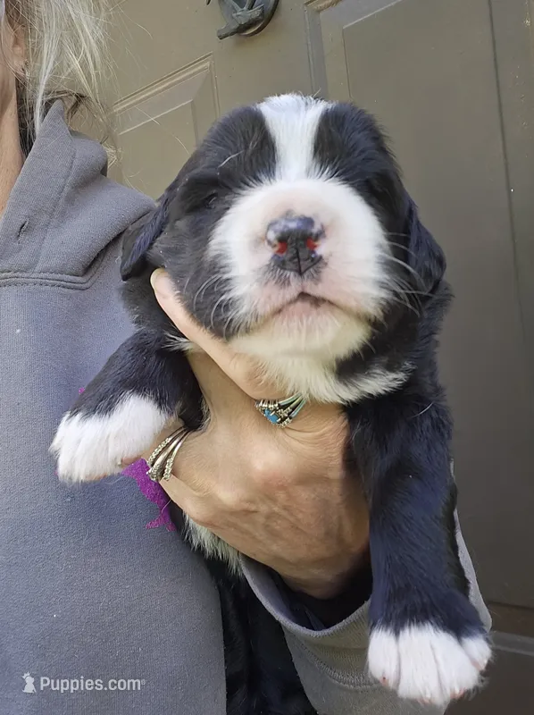 Black and white Great Bernese  – Bernese Mountain Dog, Great Pyrenees puppy for sale in Arlington, WA