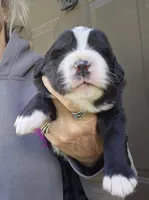 Black and white Great Bernese , a female Bernese Mountain Dog and Great Pyrenees for sale in Arlington, WA – 6 of 10