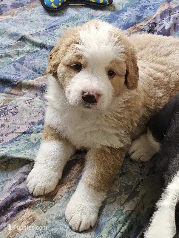 Light sable Great Bernese  – Bernese Mountain Dog, Great Pyrenees puppy for sale in Arlington, WA
