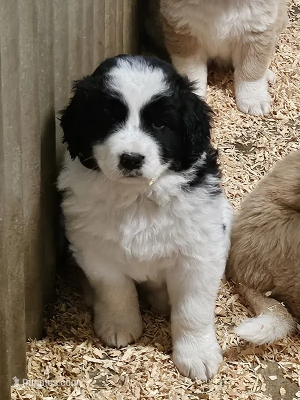 Black and white spotted Great Bernese  – Bernese Mountain Dog, Great Pyrenees puppy for sale in Arlington, WA