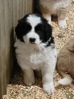 Black and white spotted Great Bernese , a female Bernese Mountain Dog and Great Pyrenees for sale in Arlington, WA – 4 of 10