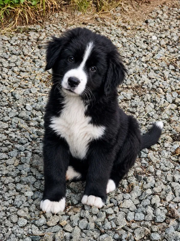 Black and white Great Bernese  – Bernese Mountain Dog, Great Pyrenees puppy for sale in Arlington, WA