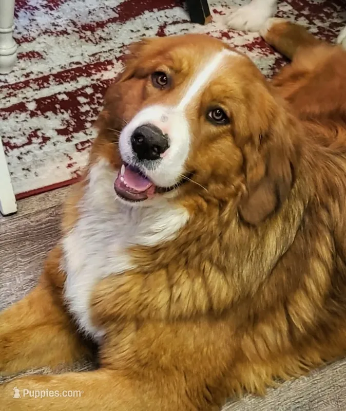 Expecting Great Bernese  – Bernese Mountain Dog, Great Pyrenees puppy for sale in Arlington, WA