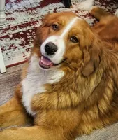 Expecting Great Bernese , a  Bernese Mountain Dog and Great Pyrenees for sale in Arlington, WA – 1 of 2