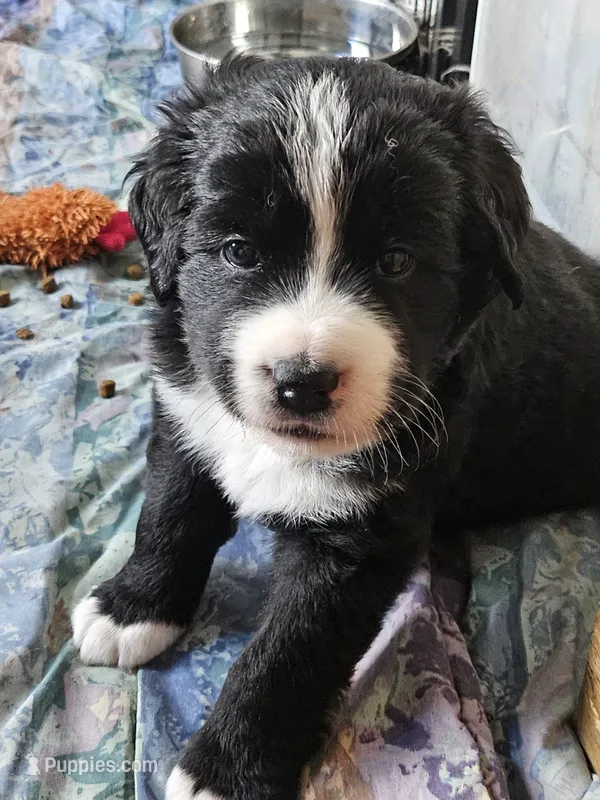 Black and white Great Bernese  – Bernese Mountain Dog, Great Pyrenees puppy for sale in Arlington, WA