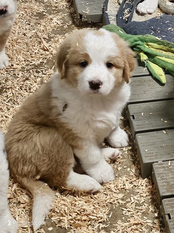 Light sable Great Bernese  – Bernese Mountain Dog, Great Pyrenees puppy for sale in Arlington, WA