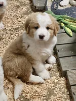 Light sable Great Bernese , a female Bernese Mountain Dog and Great Pyrenees for sale in Arlington, WA – 2 of 9