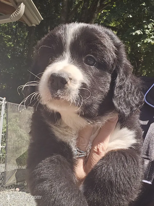 Black and white Great Bernese  – Bernese Mountain Dog, Great Pyrenees puppy for sale in Arlington, WA