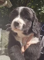 Black and white Great Bernese , a female Bernese Mountain Dog and Great Pyrenees for sale in Arlington, WA – 3 of 10