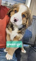 Green girl, a female Bernese Mountain Dog and Great Pyrenees for sale in Arlington, WA – Photo 1 of 3