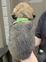 Green girl, a female Bernese Mountain Dog and Great Pyrenees for sale in Arlington, WA – Photo 3 of 3